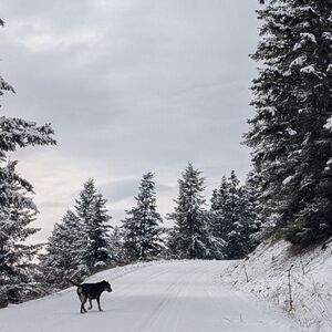 Carve Designs Bikini Set Medium